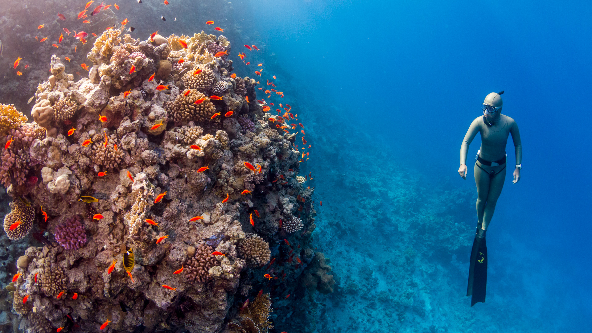 Red sea freediving